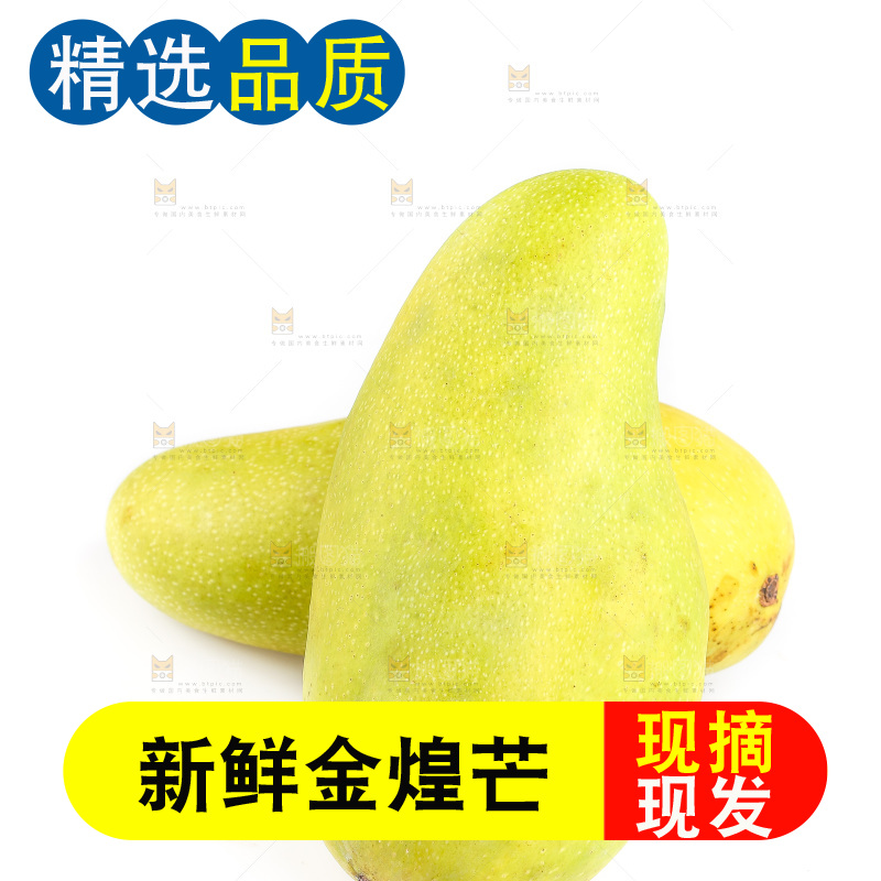 白底上的金煌芒