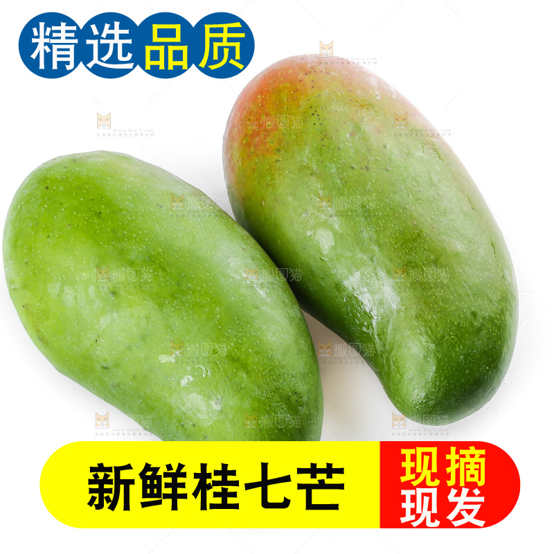 白底上的桂七芒