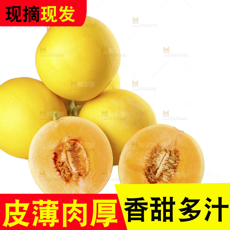白底上的民勤蜜瓜