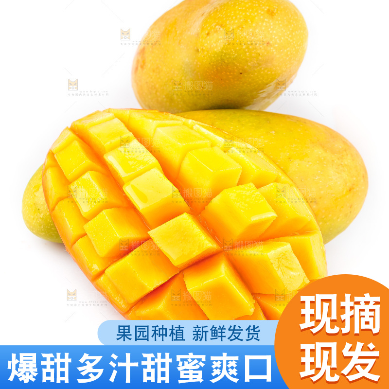 白底上的金煌芒