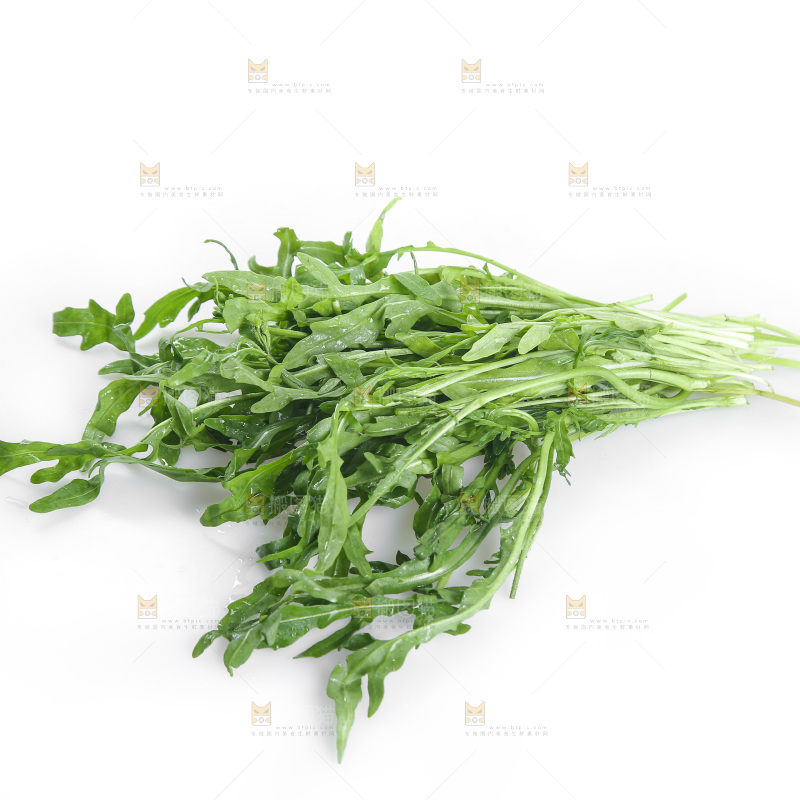 白底上的苦菊