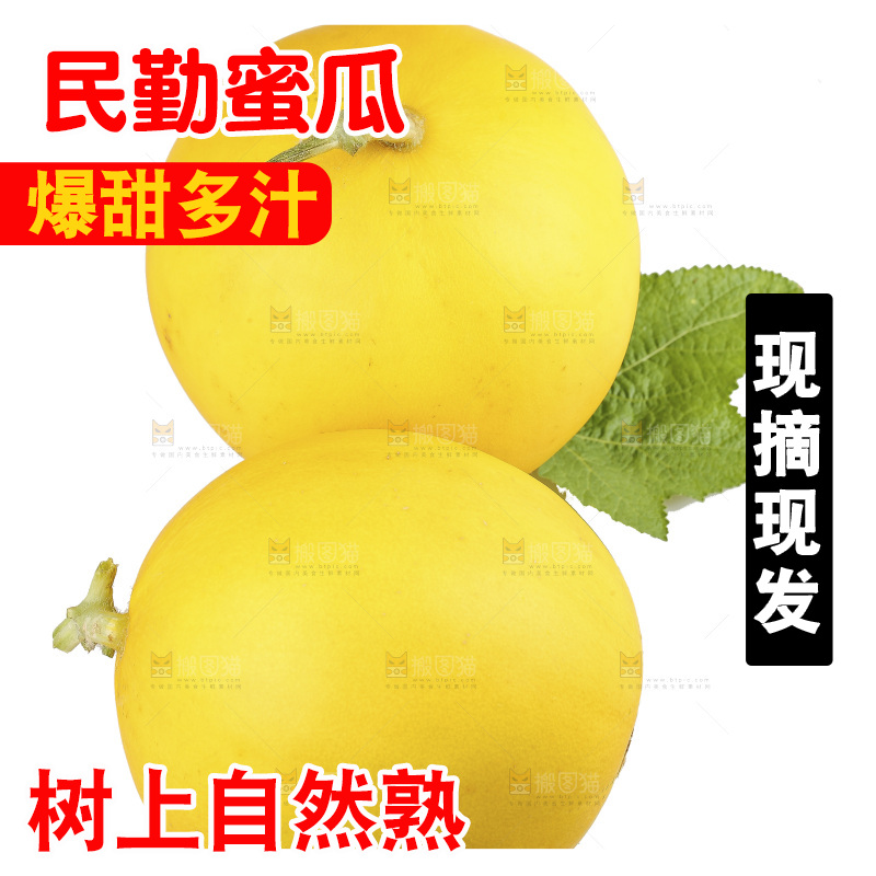 白底上的民勤蜜瓜