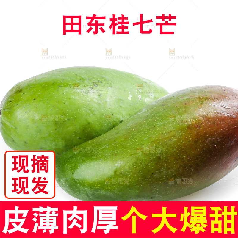 白底上的桂七芒