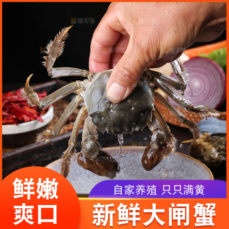 深底上的阳澄湖大闸蟹