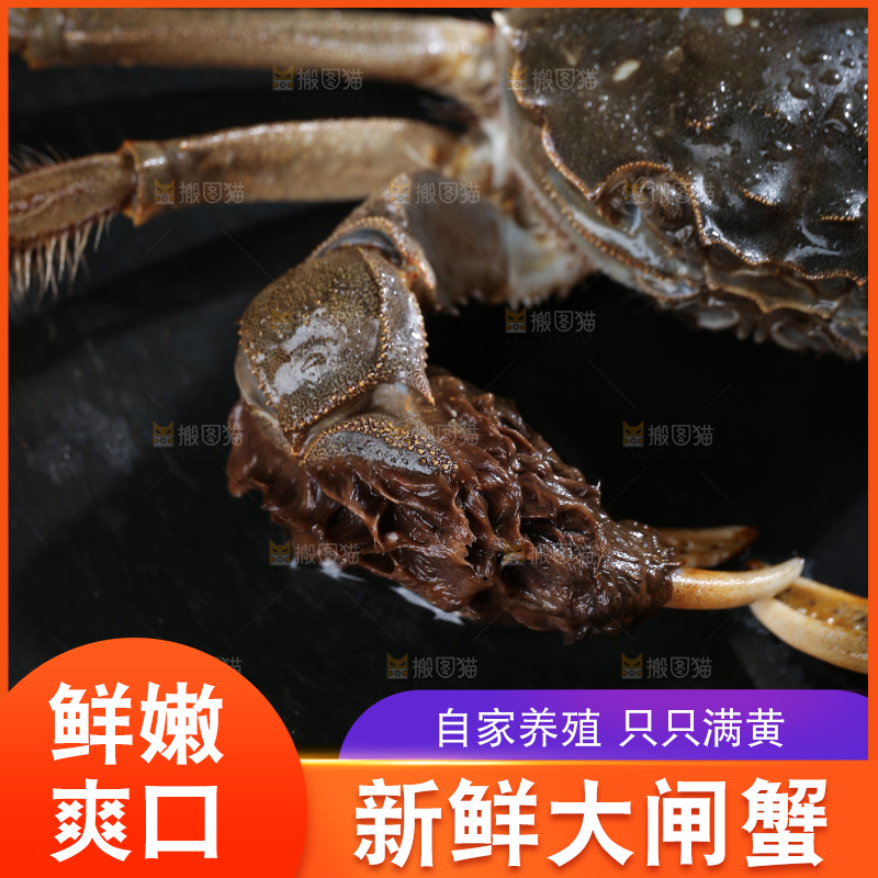 深底上的阳澄湖大闸蟹