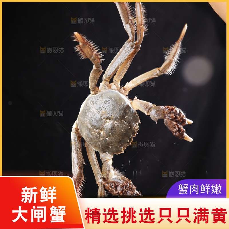 深底上的阳澄湖大闸蟹