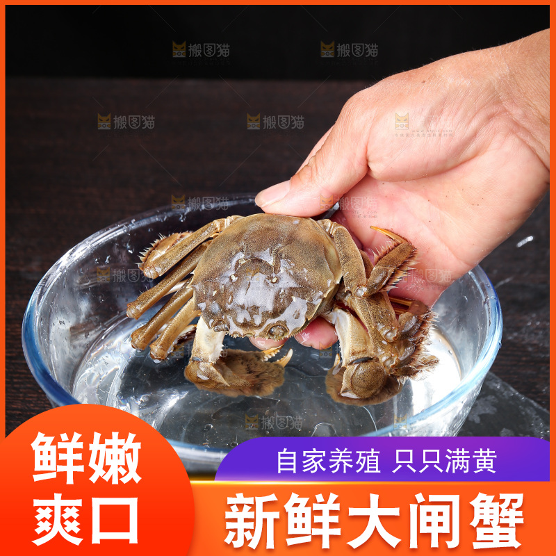 深底上的阳澄湖大闸蟹