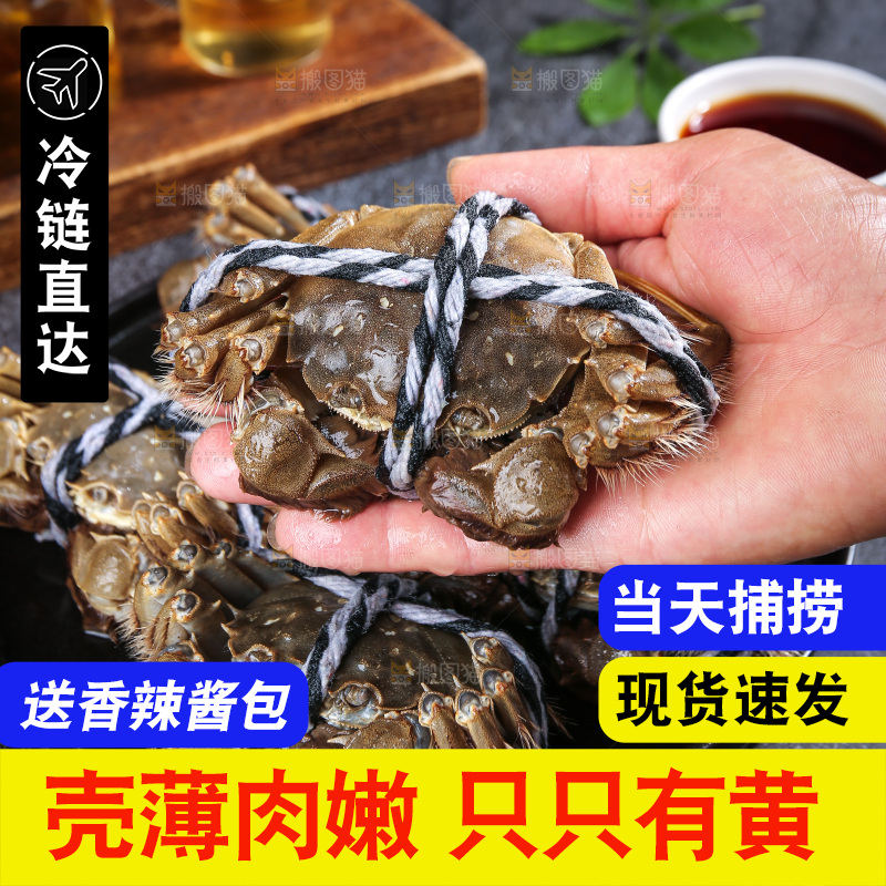 深底上的阳澄湖大闸蟹