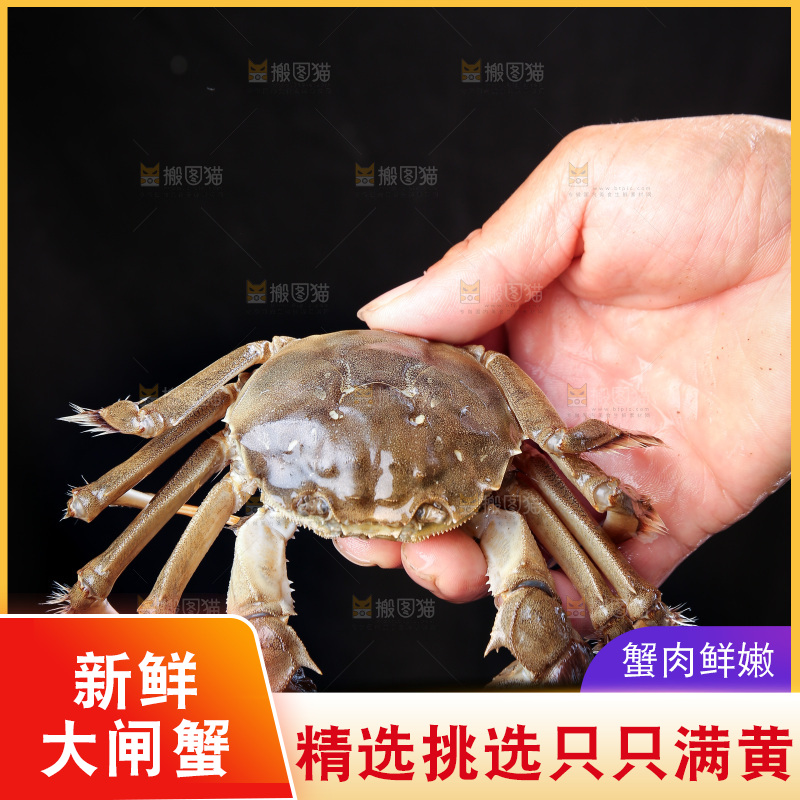 深底上的阳澄湖大闸蟹