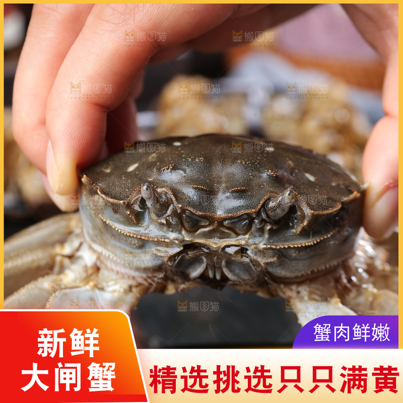 深底上的阳澄湖大闸蟹