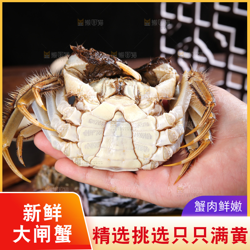 深底上的新鲜大闸蟹