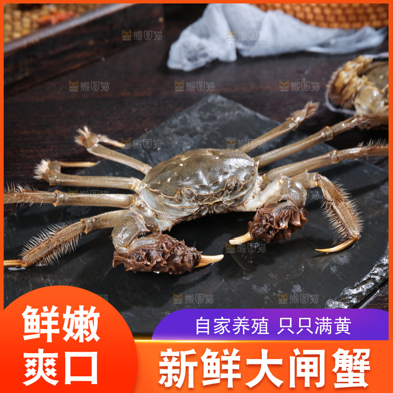 深底上的阳澄湖大闸蟹