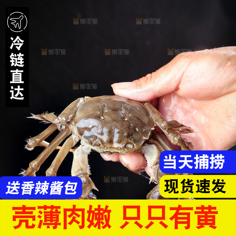 深底上的阳澄湖大闸蟹