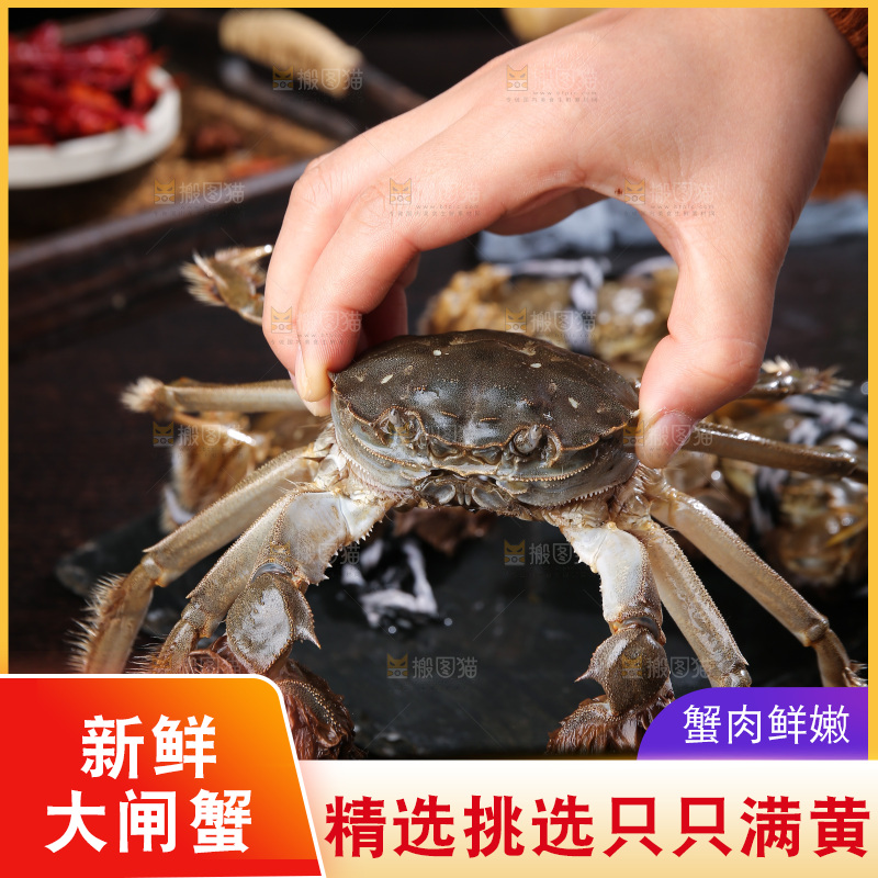深底上的阳澄湖大闸蟹
