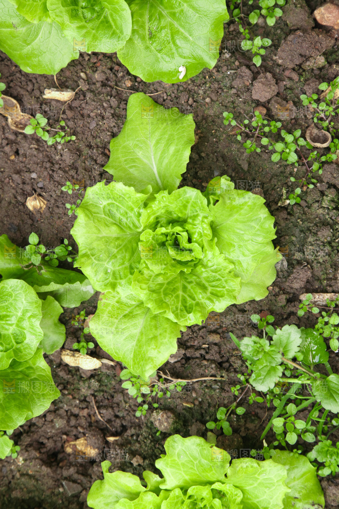地里的新鲜生菜