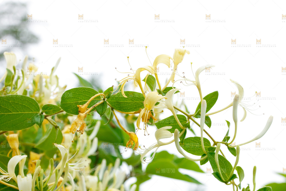 枝上的金银花