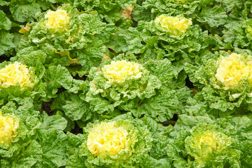 地里的大片白菜