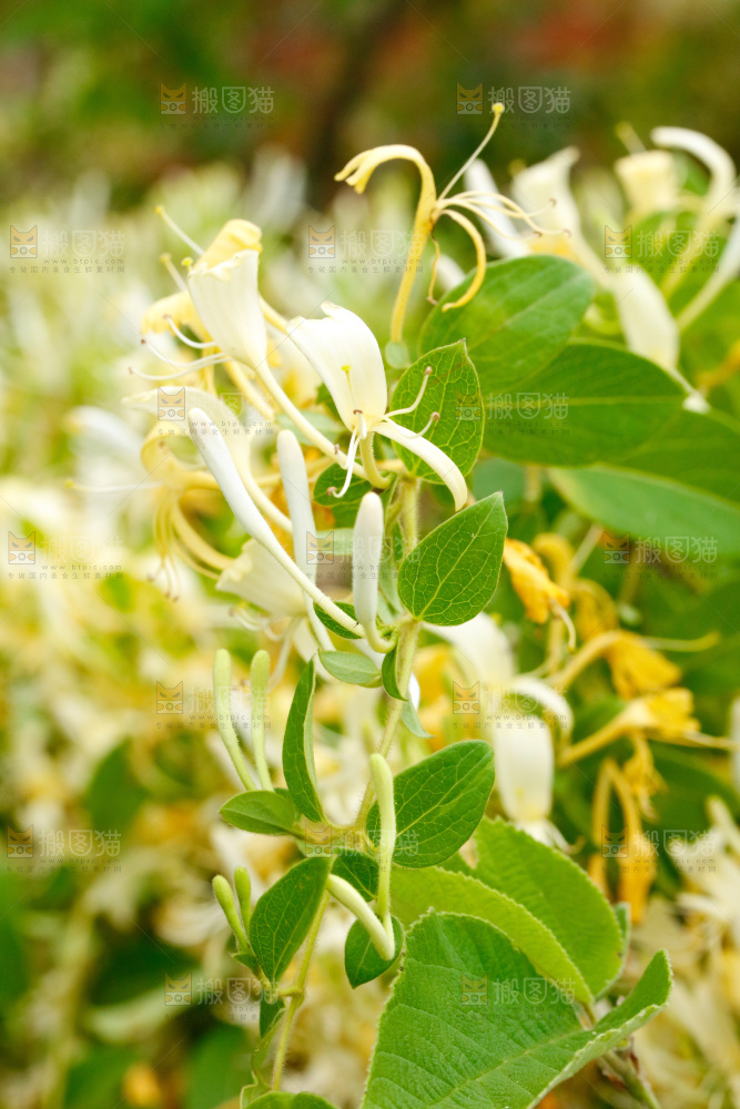 枝上的金银花