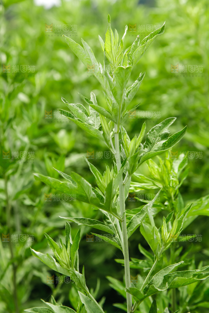 地里的新鲜艾草