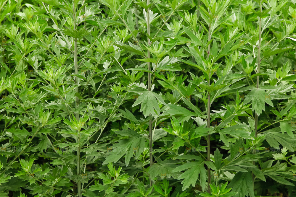 地里的新鲜艾草