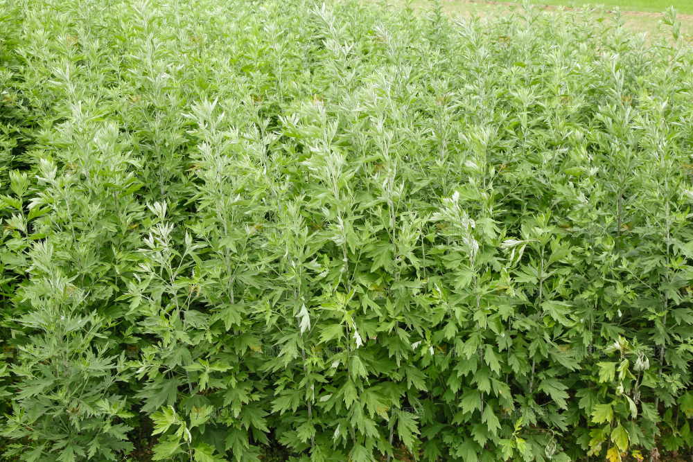 地里的新鲜艾草
