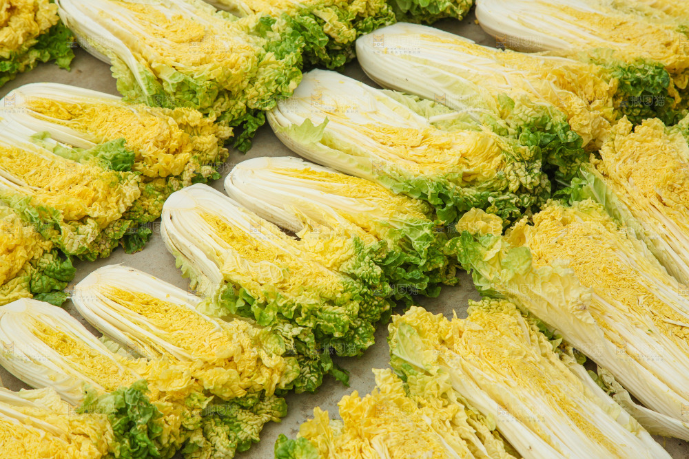 地上晾晒的大白菜