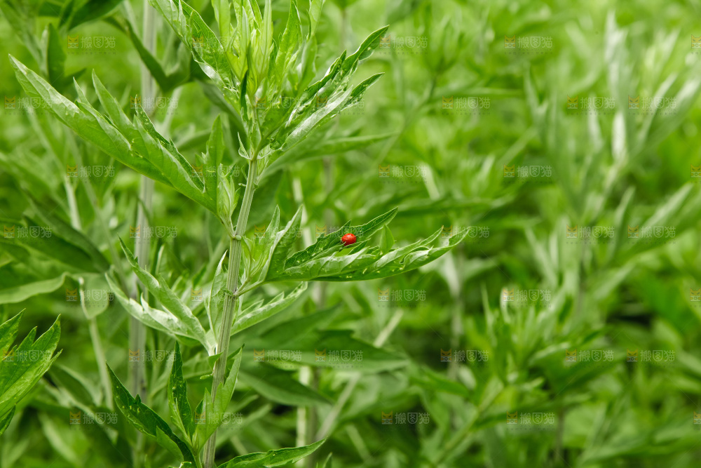 地里的新鲜艾草