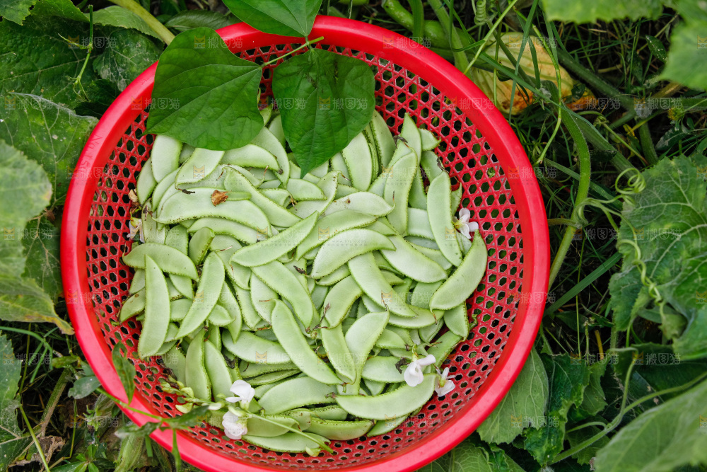 大片新鲜扁豆