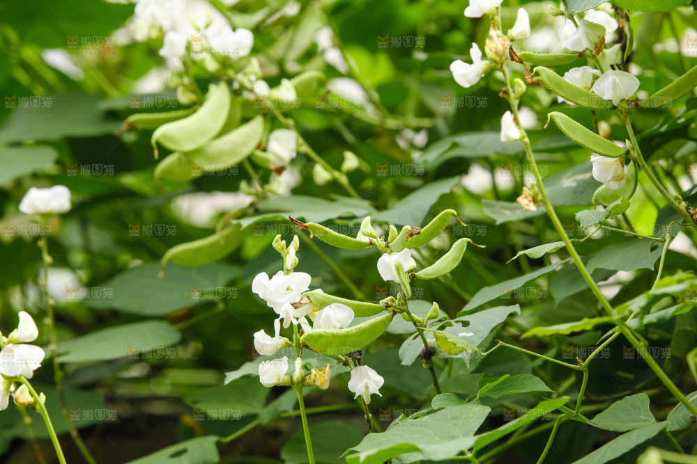 大片新鲜扁豆