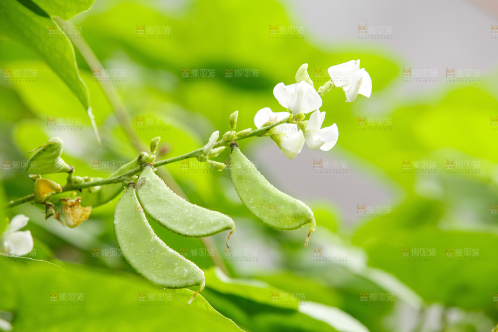 大片新鲜扁豆