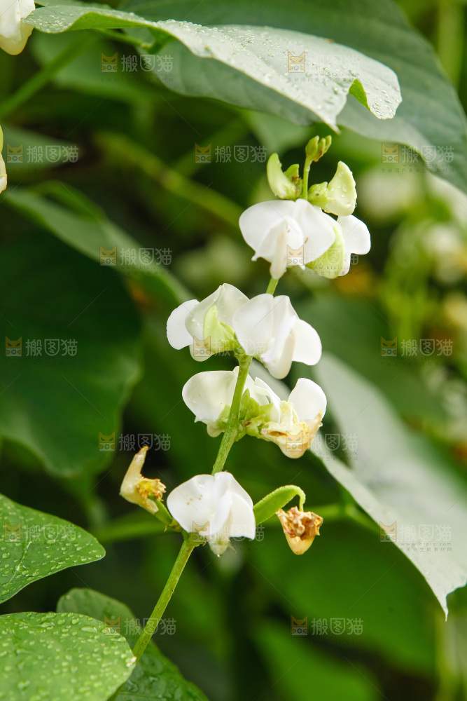 大片新鲜扁豆