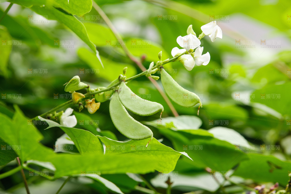 大片新鲜扁豆