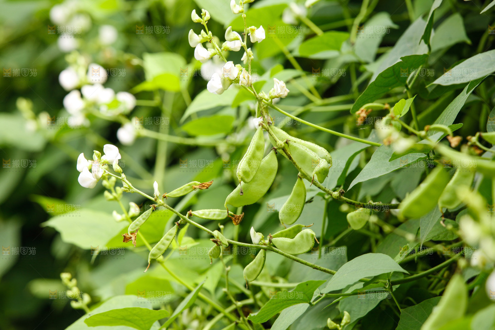大片新鲜扁豆