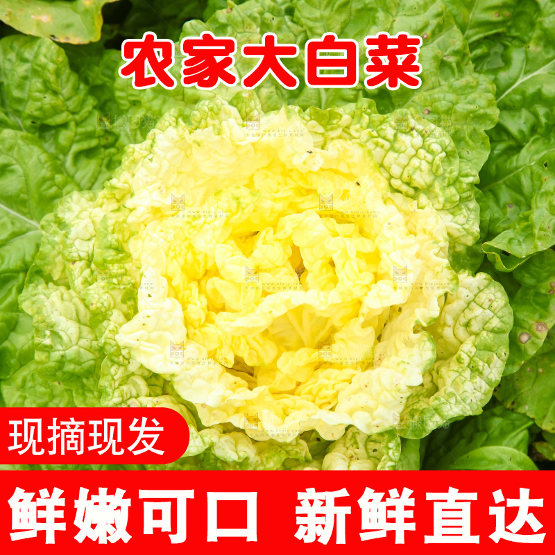 地里的大片白菜