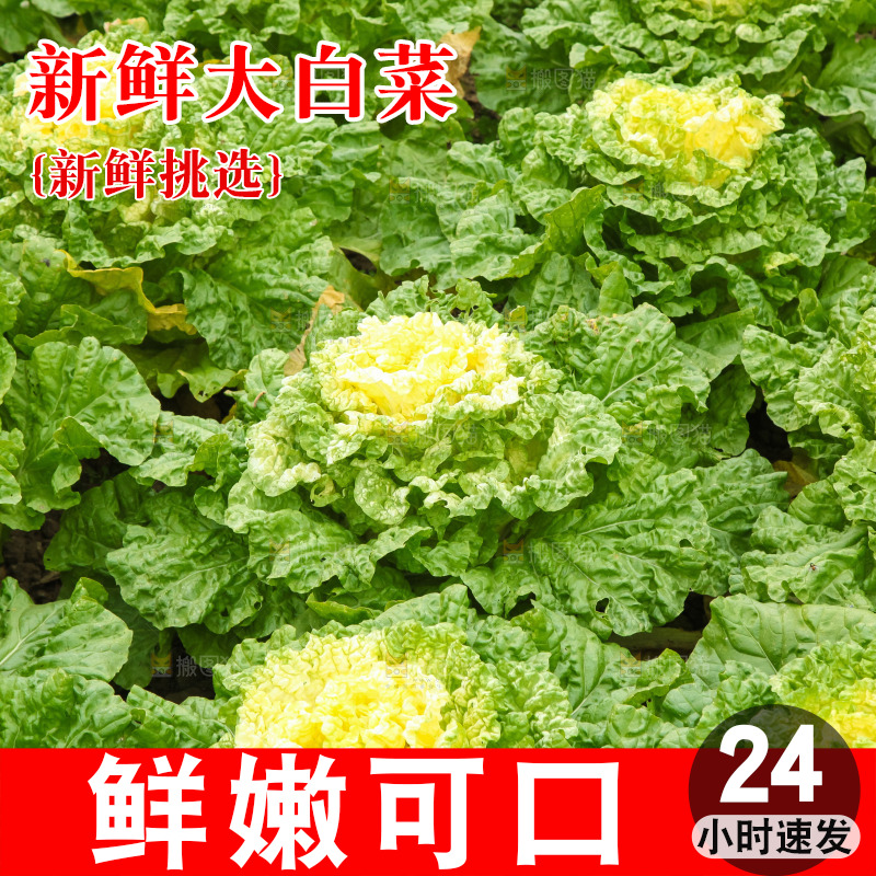 地里的大片白菜