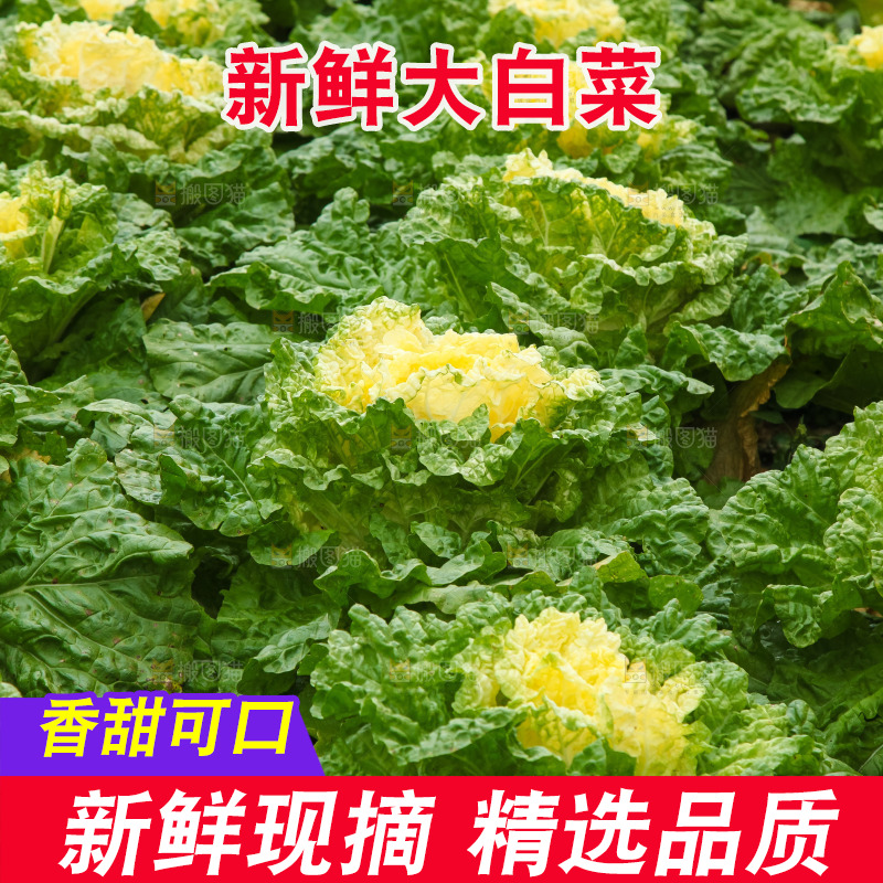 地里的大片白菜