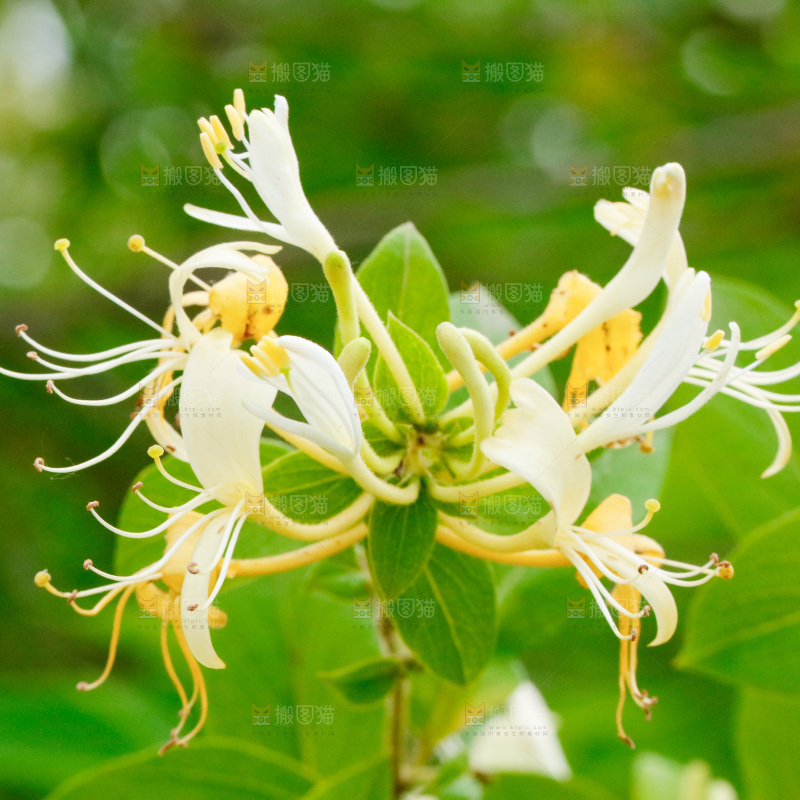 枝上的金银花