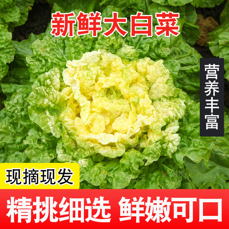 地里的大片白菜