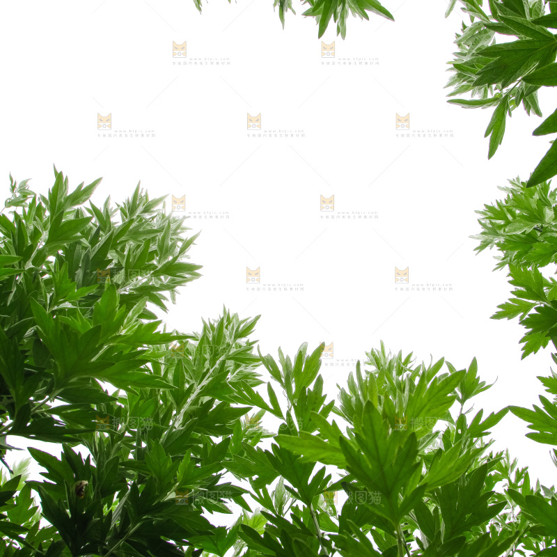 地里的新鲜艾草