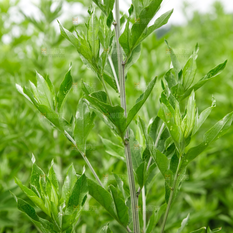 地里的新鲜艾草