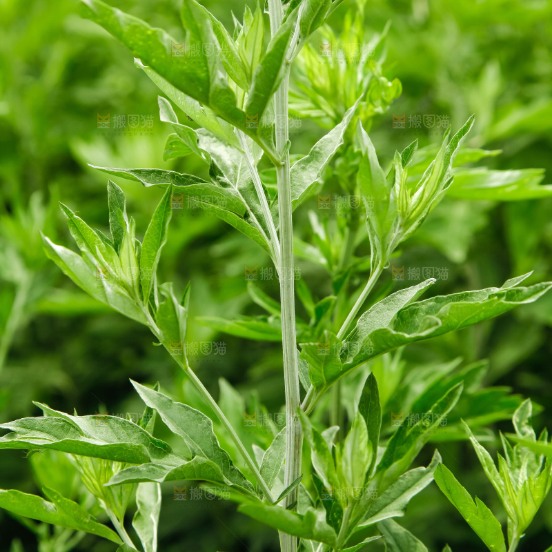 地里的新鲜艾草