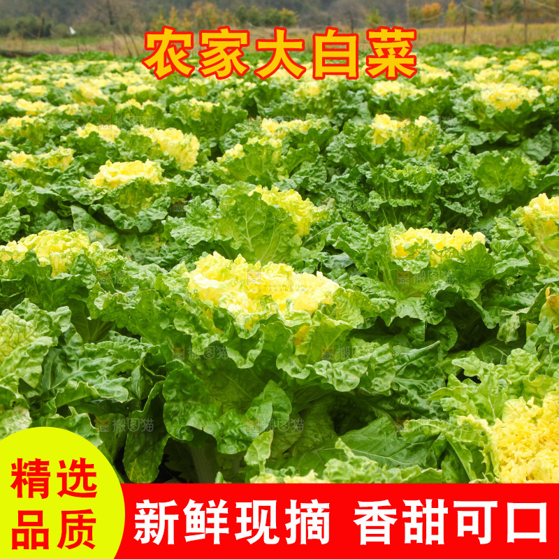 地里的大片白菜