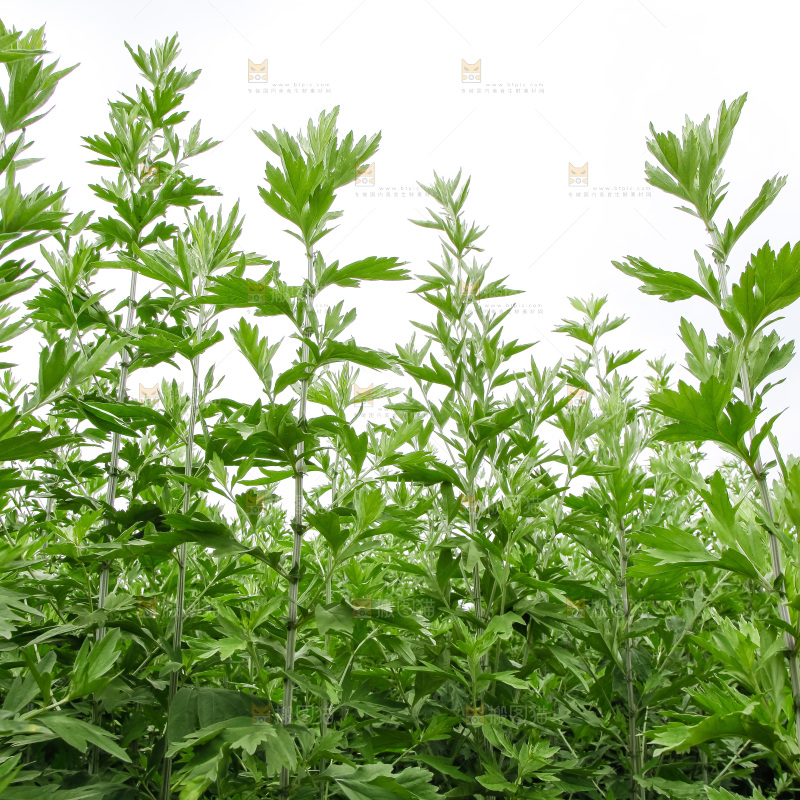 地里的新鲜艾草