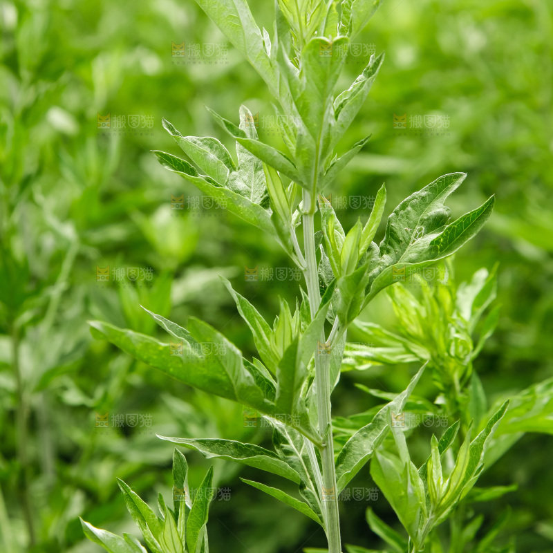 地里的新鲜艾草