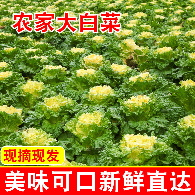 地里的大片白菜
