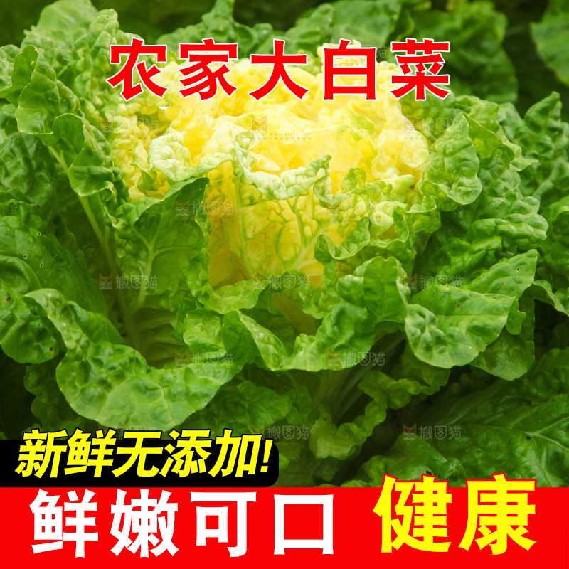 地里的大片白菜