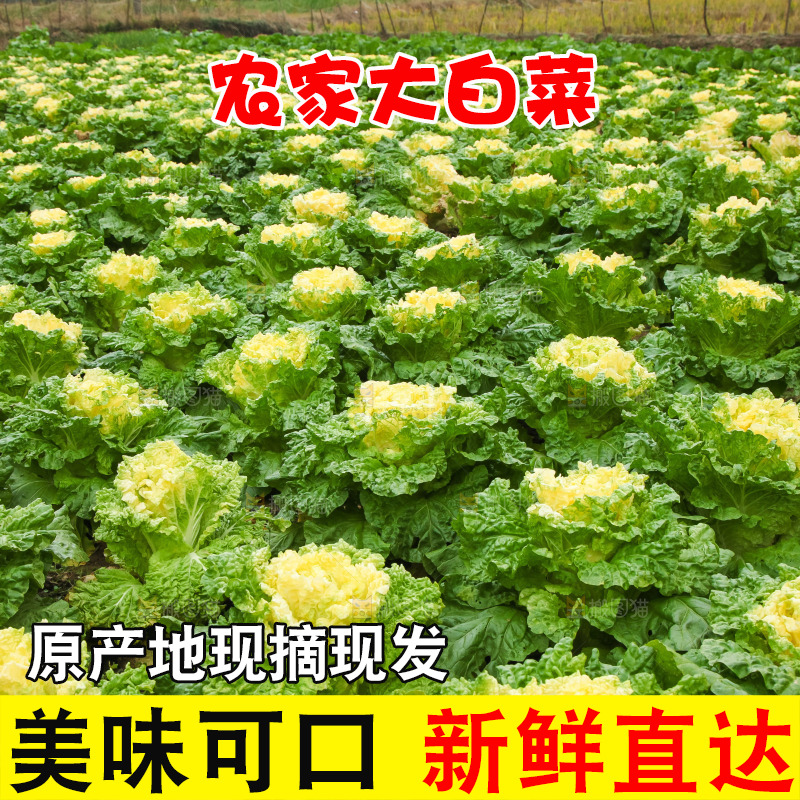地里的大片白菜