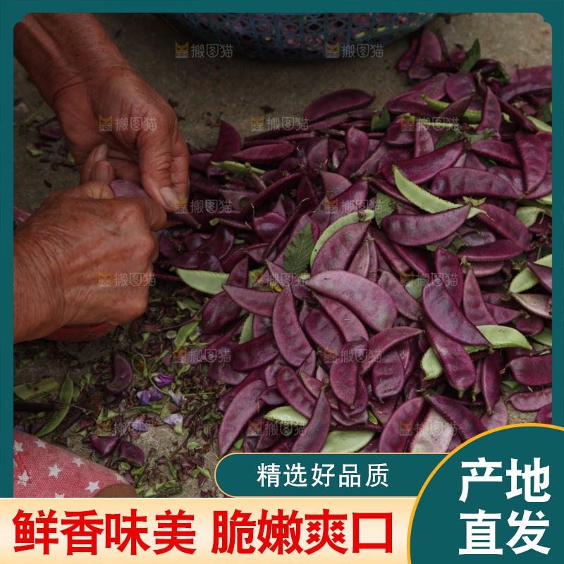 地上的新鲜紫扁豆