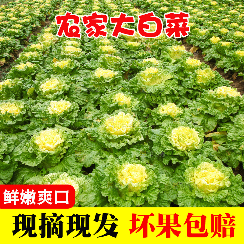 地里的大片白菜