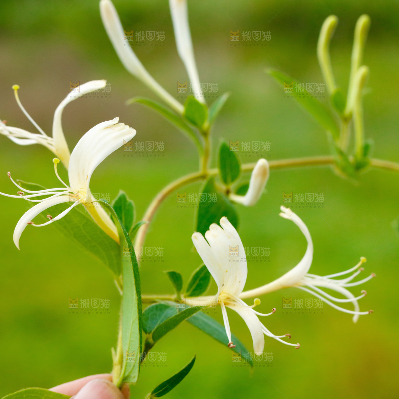 枝上的金银花